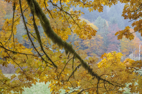 USA, Washington State, Seabeck. Bigleaf maple trees in Guillemot Cove Nature Preserve.  Poster Print by Jaynes Gallery - Item # VARPDDUS48BJY0881