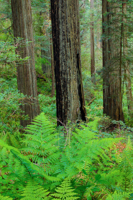 Grove of redwoods, Damnation Creek Trail, Del Norte Coast Redwoods State Park, California Poster Print by Darrell Gulin (18 x 24) # US05DGU0219