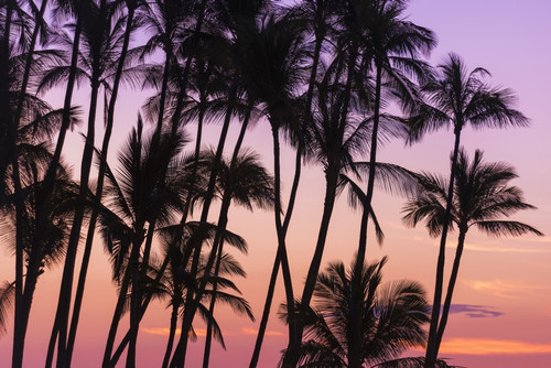 Sunset through silhouetted palms at Anaeho'omalu Bay, Kohala Coast, Big Island, Hawaii, USA Poster Print by Russ Bishop - Item # VARPDDUS12RBS0455