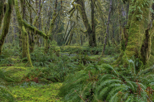 Mossy lush forest along the Maple Glade Trail in the Quinault Rain Forest in Olympic NP, WA Poster Print by Chuck Haney - Item # VARPDDUS48CHA0319