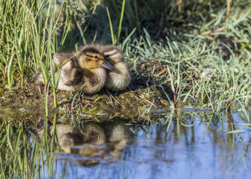 USA, Wyoming, Sublette County. Two ducklings sit on the edge of an island taking a nap. Poster Print by Elizabeth Boehm - Item # VARPDDUS51EBO0866