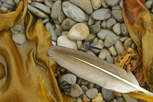 Canada, Quebec, Forillon National Park. Feather, seaweed and rocks along ocean shoreline. Poster Print by Jaynes Gallery - Item # VARPDDCN10BJY0121