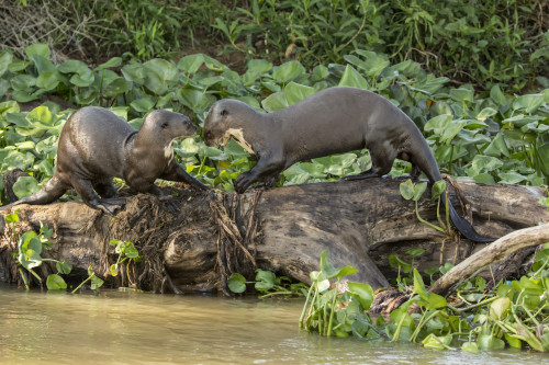 Pantanal, Mato Grosso, Brazil. Two Giant River Otters playing on a log of the Cuiaba River. Poster Print by Janet Horton - Item # VARPDDSA04JHO0104