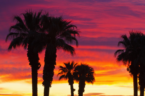 Silhouetted palms against clouds at sunrise, Anza-Borrego Desert State Park, California, USA Poster Print by Russ Bishop - Item # VARPDDUS05RBS1019 Silhouetted palms against clouds at sunrise, Anza-Borrego Desert State Park, California, USA Poster Print by Russ Bishop - Item # VARPDDUS05RBS1019