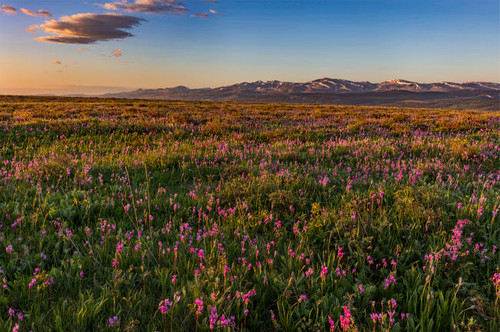 Shooting star wildflowers and the Rocky Mountain Front Range near East Glacier, Montana, USA Poster Print by Chuck Haney (24 x 18) # US27CHA4310