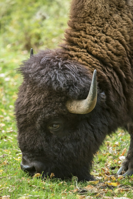 Eatonville, WA. Portrait of an American Bison eating grass in Northwest Trek Wildlife Park. Poster Print by Janet Horton - Item # VARPDDUS48JHO1126