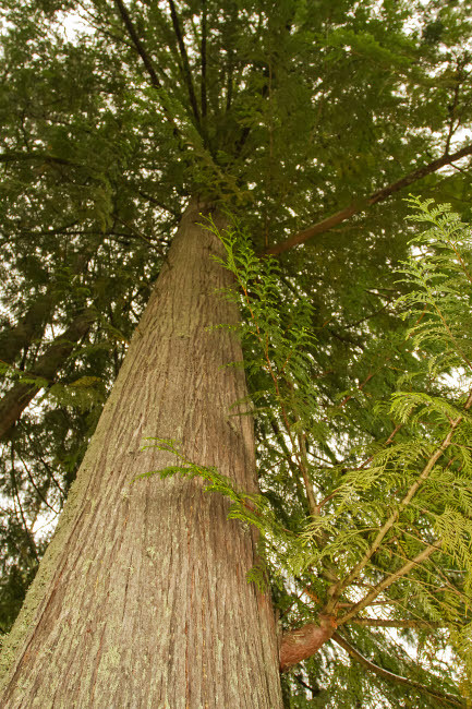 Squak Mountain State Park, Washington State, USA Low-angle view of a western redcedar tree Poster Print by Janet Horton (18 x 24) # US48JHO1521
