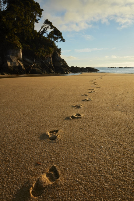 Footprints in the sand, Mosquito Bay, Abel Tasman NP, Nelson Region, South Island, New Zealand Poster Print by David Wall - Item # VARPDDAU03DWA0007