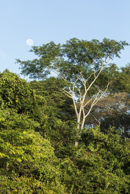 Pantanal, Mato Grosso, Brazil. Forest and moon seen in early morning along the Cuiaba river. Poster Print by Janet Horton - Item # VARPDDSA04JHO0049 Pantanal, Mato Grosso, Brazil. Forest and moon seen in early morning along the Cuiaba river. Poster Print by Janet Horton - Item # VARPDDSA04JHO0049