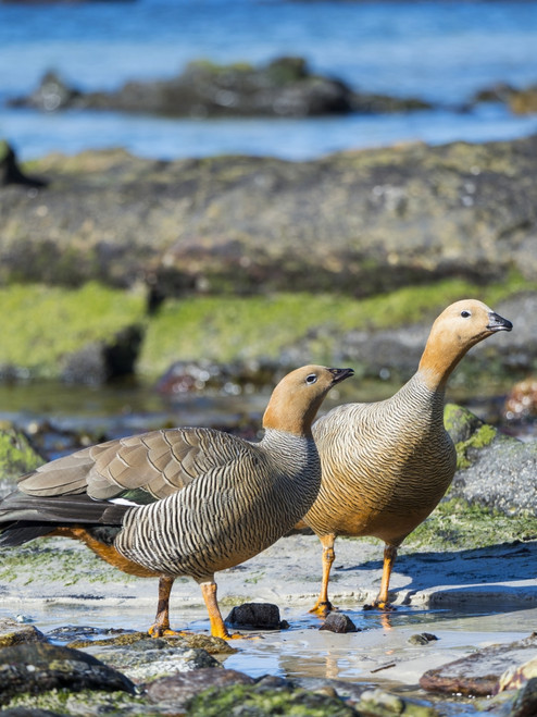 Ruddy-headed Goose (Chloephaga rubidiceps) in tidal area of Carcass Island, Falkland Islands Poster Print by Martin Zwick - Item # VARPDDSA09MZW0918