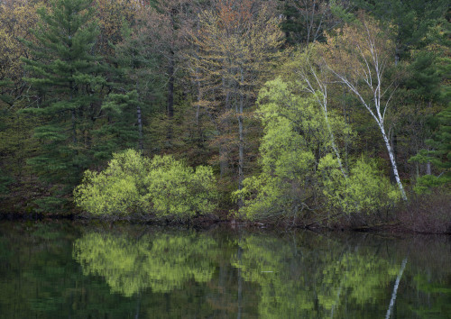 USA, New York State. Spring foliage reflected, Wellesley Island State Park, Thousand Islands Poster Print by Chris Murray - Item # VARPDDUS33CMU0071