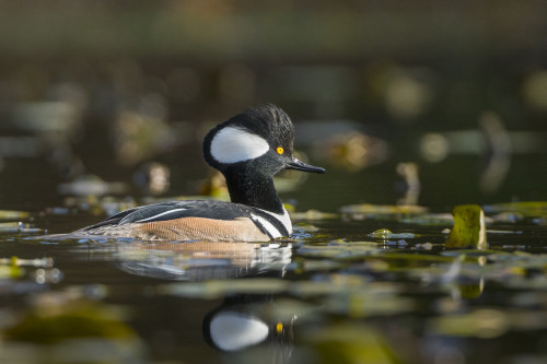 USA, WA. Male Hooded Merganser (Lophodytes cucullatus) among lily pads on Union Bay in Seattle. Poster Print by Gary Luhm - Item # VARPDDUS48GLU1151
