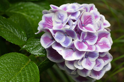 Issaquah, Washington State, USA Buttons 'N Bows hydrangea close-up in a shady flower garden Poster Print by Janet Horton (24 x 18) # US48JHO1284