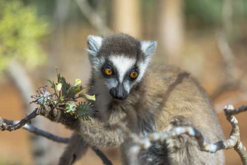 Madagascar, Amboasary, Berenty Reserve. A ring-tailed lemur has just eaten a decorative flower. Poster Print by Ellen Goff - Item # VARPDDAF24EGO0028