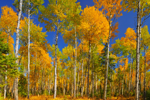 Canada, Saskatchewan, Prince Albert National Park. Trembling aspen forest in autumn colors. Poster Print by Jaynes Gallery - Item # VARPDDCN11BJY0075