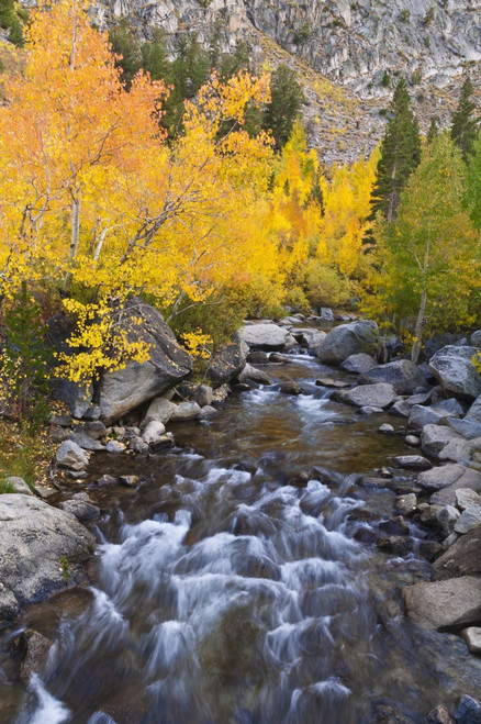 Fall color along Bishop Creek, Inyo National Forest, Sierra Nevada Mountains, California, USA. Poster Print by Russ Bishop - Item # VARPDDUS05RBS1213