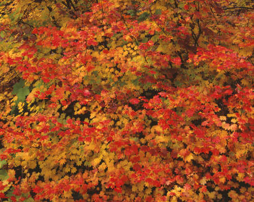 USA, Oregon, Willamette National Forest. Fall colored vine maple, Upper McKenzie River Valley. Poster Print by John Barger - Item # VARPDDUS38JBA0218