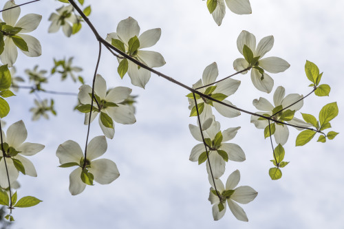 USA, Washington State, Gifford Pinchot National Forest. Pacific dogwood limbs and flowers.  Poster Print by Jaynes Gallery - Item # VARPDDUS48BJY0991