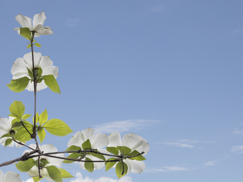 USA, Washington State, Gifford Pinchot National Forest. Pacific dogwood limbs and flowers.  Poster Print by Jaynes Gallery - Item # VARPDDUS48BJY0992
