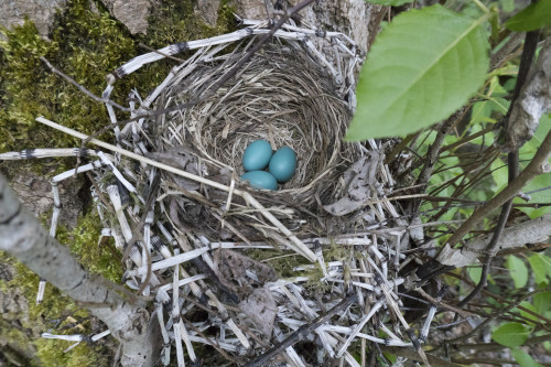 WA. Three American Robin, Turdus migratorius, sky blue eggs in a nest at Marymoor Park, Redmond. Poster Print by Gary Luhm - Item # VARPDDUS48GLU1007