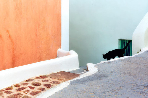 Greece, Santorini Black cat descending stairway Credit as: Jim Nilsen / Jaynes Gallery Poster Print by Jaynes Gallery (24 x 18) # EU12BJY0046