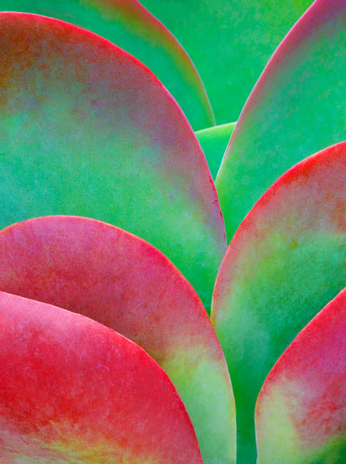 USA, Oregon Kalanchoe succulent plant close-up Credit as: Jean Carter / Jaynes Gallery Poster Print by Jaynes Gallery (18 x 24) # US38BJY1387