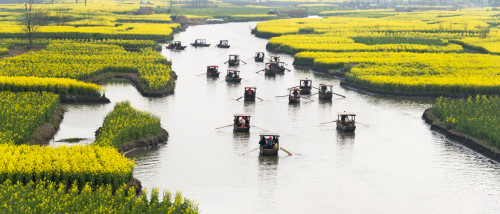Rowing boat on river through Thousand-Islet canola flower fields, Xinghua, Jiangsu Province, China Poster Print by Keren Su - Item # VARPDDAS07KSU2331