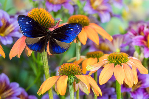Beautiful blue butterfly, Euploea mulciber subvisaya on orange coneflowers and painted tongue Poster Print by Darrell Gulin (24 x 18) # US48DGU1766