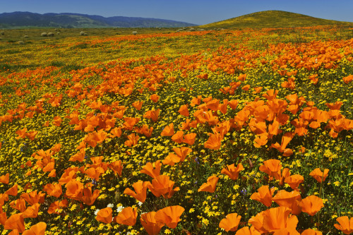 USA, California, Antelope Valley State Poppy Reserve. Poppies and goldfields cover hillsides. Poster Print by Jaynes Gallery - Item # VARPDDUS05BJY1275
