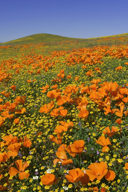 USA, California, Antelope Valley State Poppy Reserve. Poppies and goldfields cover hillsides. Poster Print by Jaynes Gallery - Item # VARPDDUS05BJY1279