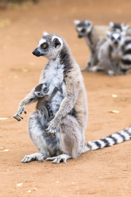 Madagascar, Amboasary, Berenty Reserve. A baby ring-tailed lemur is carried on its mother's chest. Poster Print by Ellen Goff - Item # VARPDDAF24EGO0012