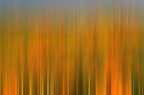 USA, California, Antelope Valley State Poppy Reserve. Blur of poppies and goldfields in field. Poster Print by Jaynes Gallery - Item # VARPDDUS05BJY1276