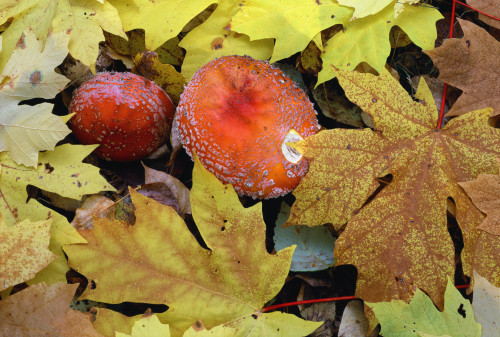 Oregon, Willamette NF. Amanita mushroom and fall-colored leaves of bigleaf maple on forest floor. Poster Print by John Barger - Item # VARPDDUS38JBA0192