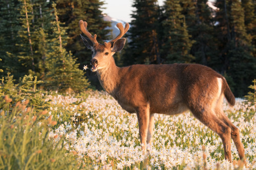 WA. Black-tailed deer, a buck in velvet, eating Avalanche Lily in a subalpine meadow at Olympic NP. Poster Print by Gary Luhm - Item # VARPDDUS48GLU1089