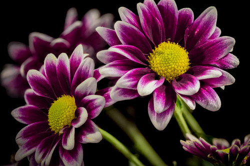USA, Colorado, Fort Collins Orinoco daisies close-up Credit as Fred Lord / Jaynes Gallery Poster Print by Jaynes Gallery (24 x 18) # US06BJY1577 USA, Colorado, Fort Collins Orinoco daisies close-up Credit as Fred Lord / Jaynes Gallery Poster Print by Jaynes Gallery (24 x 18) # US06BJY1577