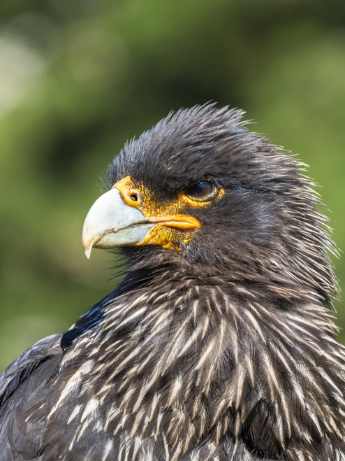Falkland Caracara or Johnny Rook, protected and highly intelligent bird of prey. Falkland Islands Poster Print by Martin Zwick - Item # VARPDDSA09MZW0972
