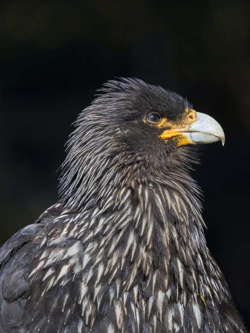 Falkland Caracara or Johnny Rook, protected and highly intelligent bird of prey. Falkland Islands Poster Print by Martin Zwick - Item # VARPDDSA09MZW1035