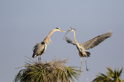 Great Blue Heron male bringing stick to nest site. Viera Wetlands, Brevard County, Florida Poster Print by Richard & Susan Day - Item # VARPDDUS10RDY0006