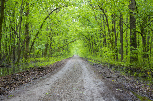 LaRue-Pine Hills Otter Pond Natural Area, Shawnee National Forest. Union County, Illinois. Poster Print by Richard & Susan Day - Item # VARPDDUS14RDY2516