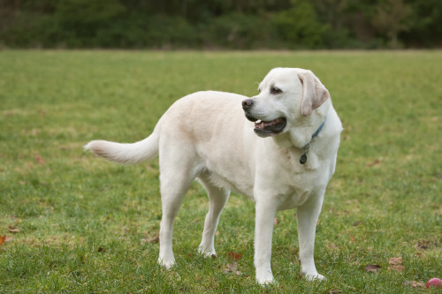 Issaquah, WA. 6 year old English Yellow Labrador standing in a park after some active play time.  Poster Print by Janet Horton - Item # VARPDDUS48JHO0032