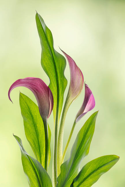 USA, Washington State, Seabeck Calla lily close-up Credit as: Don Paulson / Jaynes Gallery Poster Print by Jaynes Gallery (18 x 24) # US48BJY1348