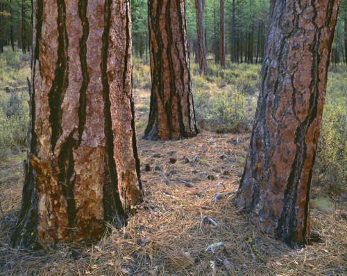 USA, Oregon, Deschutes National Forest. Trunks of mature ponderosa pine in autumn, Metolius Valley. Poster Print by John Barger - Item # VARPDDUS38JBA0213