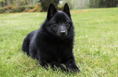 Maple Valley, WA. Schipperke puppy reclining in his lawn on a 'stay' command, looking very alert.  Poster Print by Janet Horton - Item # VARPDDUS48JHO0309