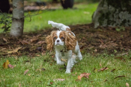 Issaquah, WA. Six month old Cavalier King Charles Spaniel puppy playing outside on an Autumn day.  Poster Print by Janet Horton