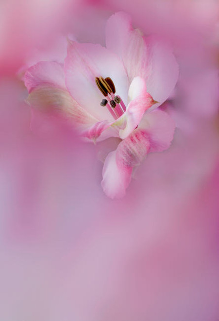 USA, California Close-up of alstroemeria flower Credit as: Dennis Flaherty / Jaynes Gallery Poster Print by Jaynes Gallery (18 x 24) # US05BJY1453 USA, California Close-up of alstroemeria flower Credit as: Dennis Flaherty / Jaynes Gallery Poster Print by Jaynes Gallery (18 x 24) # US05BJY1453