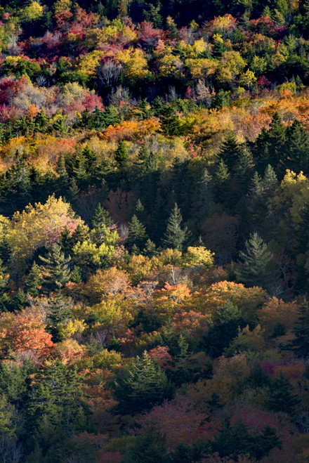 USA, Maine. Autumn foliage viewed from atop The Bubbles near Jordan Pond, Acadia National Park. Poster Print by Judith Zimmerman - Item # VARPDDUS20JZI0060