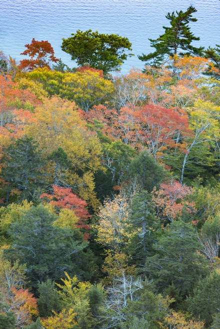 USA, Maine. Autumn foliage viewed from atop The Bubbles near Jordan Pond, Acadia National Park. Poster Print by Judith Zimmerman - Item # VARPDDUS20JZI0061