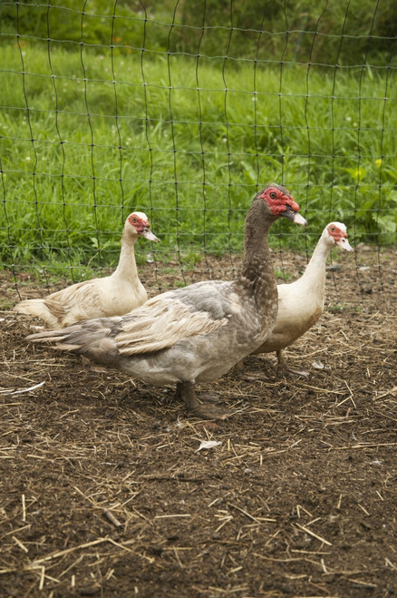 Bellevue, WA. Male and two female domestic Muscovy ducks, also known as Musky Duck or Barbary Duck. Poster Print by Janet Horton - Item # VARPDDUS48JHO0796