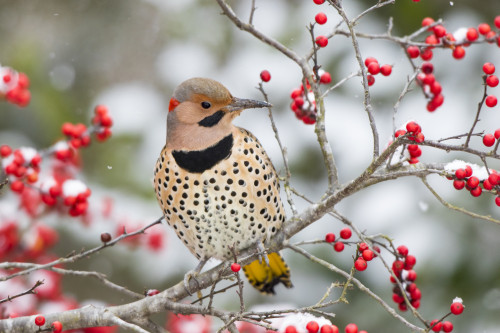 Northern Flicker (Colaptes auratus) male in Winterberry bush in winter, Marion County, Illinois Poster Print by Richard & Susan Day - Item # VARPDDUS14RDY2363