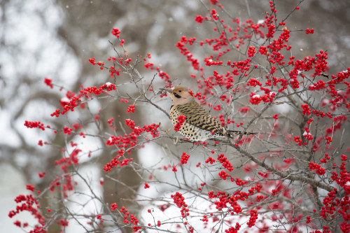 Northern Flicker (Colaptes auratus) male in Winterberry bush in winter, Marion County, Illinois Poster Print by Richard & Susan Day - Item # VARPDDUS14RDY2365